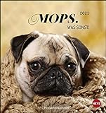Mops Postkartenkalender 2021 - Kalender mit perforierten Postkarten - zum Aufstellen und Aufhängen - mit Monatskalendarium - Format 16 x 17
