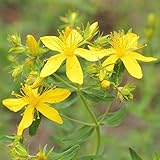 Johanniskraut - Bienenweide - Heilpflanze des Jahres 2019 - Hypericum perforatum - Zier-/Arzneiplanze - 1000 S