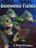 Bejeweled Fishes [OV]