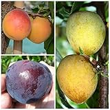 Familienbaum Duo Multi Fruit Tree: Blaue Pflaume The Czar - Rote Pflaume Königin Viktoria auf einem B