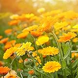 CHTING 200 Stück Gemischt Calendula Samen Für Die Innenbepflanzung Schöne Blumen Dekorieren Den Balkon Pflegeleicht Von Der Familie Gelieb
