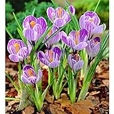Krokusse Zwiebeln Winterhart Blumenzwiebeln MehrjäHrig Winterhart Mix-A,7 Zwieb