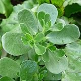 20 Stück Portulaca Oleracea Samen Seltene Immergrüne Kräuter Beliebte Ziergras Dekoration Garten Schaffen Eine Angenehme Ländliche Umgebung