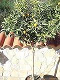 Kumquat/Citrus fortunella'Margarita' / Miniorange/