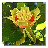 Liriodendron tulipifera - Tulpenbaum - 15 S