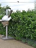 Großblättriger Kirschlorbeer 40-60cm IM TOPF. 200 Lorbeerkirschen. Heckenp