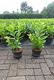 5st. Kirschlorbeer Rotundifolia 40-60cm im 3L.Topf buschige XXL Pflanzen Prunus laurocerasus Lorbeer schnellwachsend Kirschlorbeerheck