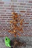 25st. Hainbuchen 80-120cm Heckenpflanzen Carpinus betulus Gartenhecke Wurzelware Hainb