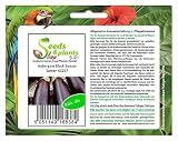 Stk - 20x Aubergine Black Beauty Gemüsesamen Samen Saatgut Frisch Neu KS267 - Seeds Plants Shop Samenbank Pfullingen Patrik Ip