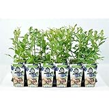 Heidelbeere - Vaccinium corymbosum 'Goldtraube 71' P9 30-35