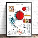 XIOFYA 1 stück Menschliche Organe Anatomie-Diagramm Poster und Drucke Leinwand Kunst dekorative Wandbilder für Wohnzimmer Wohnkultur Ungerastete Malerei (Farbe : 1, Size (Inch) : 60x90CM No Frame)