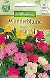 Chrestensen Wunderblume 'Mischung'