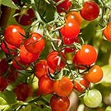 Barbaniaka Bio-Tomatensamen für ca. 10 Pflanzen - Massenertrag, robuste S