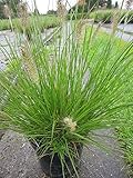 Pennisetum alopecuroides Cassian - Garten-Federborstengras - Lampenputzergras C