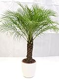 [Palmenlager] - Phoenix roebelenii 150 cm - dicker Stamm 40 cm, Zwergdattelpalme // Zimmerpalme Zimmerp
