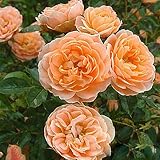 Kletterrosensamen, Blumensamen 100 Stk./Beutel Schnellwachsende Bunte Pflanzen Gartenpflanzen Samen Für Den Garten Orange R