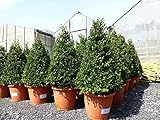 Ilex crenata Stokes Pyramide 80 cm Kegel Buchsbaum Ersatz winterhart + rob