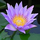 10 Stück Lotus Samen für Teichpflanzung Wasserlilie Blumensamen Zierhof Innenhof Feinste Lebensfähige Lila Wasser Wasserspiele Gartendek