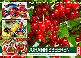 Johannisbeeren. Die heimischen Superfrüchtchen (Tischkalender 2022 DIN A5 quer) [Calendar] Hurley, Rose [Calendar] Hurley, R
