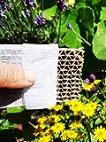 Novo Nem® Florfliegenlarven 150 Stück in Pappwabe gegen Blattläuse, Spinnmilben, Thrips, W