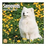 Bright Day 2022 Samoyeds Wandkalender 30,5 x 30,5 cm, niedlicher H