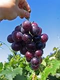Vitis vinifera Kyoho - dunkelrote Pflaumentraube Weinrebe Tafeltraube - g