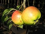 Cox Orange Renette Apfel Apfelbaum Obstbaum 100/150 cm Niedrigstamm süß