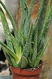 Echte Aloe Vera,medizinisch,ca.45cm, sehr große Pflanzen (1)