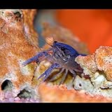 Zierfischtreff.de Procambarus alleni - Blauer Floridakrebs inkl. Einer Futterprobe der Bayerischen Aquaristikmanufak
