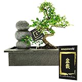 Bonsaiworld Zen Wasserfall - Bonsai Set mit Fließendes Wasser und ein Bonsai-Buch - Bonsai ca. 10 Jahre alt (Pflanzenhöhe: ca. 30 cm) - Pflegeleicht, tolle Dekoration für Wohnzimmer & Bü
