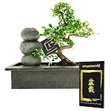 Bonsaiworld Zen Wasserfall - Bonsai Set mit Fließendes Wasser und ein Bonsai-Buch - Bonsai ca. 10 Jahre alt (Pflanzenhöhe: ca. 30 cm) - Pflegeleicht, tolle Dekoration für Wohnzimmer & Bü