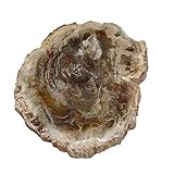 Baumscheibe versteinerte Holz Scheibe aus Madagaskar ca. 60-70 mm ca. 150 Millionen Jahre alt.(4126)