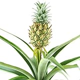 1 x Ananas comosus Amigo - Ananaspflanze | 35-45cm Zimmerpflanze im Topf als Geschenk