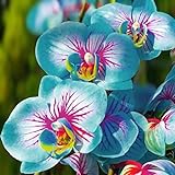 TOYHEART 100 Stück Premium-Blumensamen, Phalaenopsis-Samen Aromatische Cymbidium-Pflanzen Mehrjährige Orchideen-Blumensämlinge Für Das Amt B