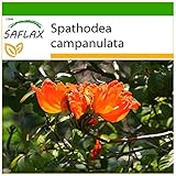 SAFLAX - Afrikanischer Tulpenbaum - 30 Samen - Mit keimfreiem Anzuchtsubstrat - Spathodea camp