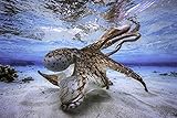 OKTOPUS Fototapete VLIES-300x223 cm (6251A)-Unterwasserwelt Ozean See Tiere Fische Fotokunst Wandtapete-Inkl. Kleister-Vliestapete Bild Dekoration Wand-Dekor Moderne Motiv-Tapete Panorama Poster XXL