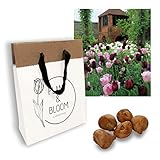 Plant & Bloom Tulpenzwiebeln aus Holland, 35 Zwiebeln - Gartenhaus Tulpen-Taschen - Einfach zu züchten - Für den Herbst - Blüten in Rot, Rosa & Weiß - Top niederländische Q