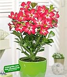 BALDUR Garten Wüsten-Rose 'Rot', 1 Pflanze Adenium Zimmerpflanze blühend Zimmerp