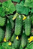 Mini-Gurke Gurke Samen für die Bepflanzung Sweet Salad Gurke Gemüse Obst Outdoors Indoors Gardening S