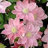 FStening 3 Stück Rosa Exotisch Süß Clematis Zwiebeln Bedeutet Edel Schön Stark Fortpflanzung Geeignetes Pflanzung Im F