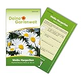 Margerite weiß Samen - Chrysanthemum maximum - Margeritensamen - Blumensamen - Saatgut für 80