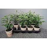 Bio Kaffir-Limette 40-50 cm Citrus Hystrix Kaffir Lime Kaffernlimette Papeda Comb