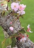 TROPICA - Japanische Blüten- und Zierkirsche (Prunus serulata) - 30 S