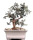 Bonsai - Olea europaea Sylvestris, Wild-Olive 205/04