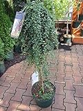 Cotoneaster dammerii Winterjuwel - Teppichmispel Winterjuwel - Veredelung auf 90 cm H