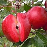 TENGGO Egrow 50 Pca/Pack Rotfleischiger Apfel Samen Redlove Apfel Obstbaum Samen Gartenpflanzung