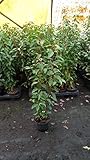 Portugiesische Lorbeerkirsche Prunus laurocerasus Angustifolia T.B. 1,3 L 40-50 cm 25 Stück