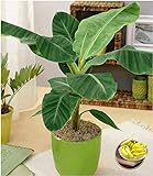 BALDUR-Garten Musa Banana Tropicana, 1 Pflanze Zimmerbanane Zimmerpflanze Zimmerp