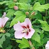 Hibiscus Stämmchen Hibiskus Garteneibisch 80cm Stamm Blue Bird Hamabo Woodbridge verschiedene Sorten (Hamabo)