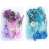 Natürliche Getrocknete Blumen Echte Blume Blätter Trockenblumen Blätter Dried Flowers Gepresste Blumen Set Für Kunst Basteln Nail Design Harz Scrapbooking Handwerk Karten 2 Stück (Blau Und Lila)